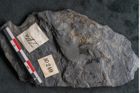 Foto (Detailansicht) von Ulmophylon latifolium Ettingshausen (NHMW-GEO-2024-0188-10240)